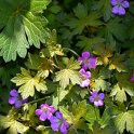 Geranium x 'Extravaganza' (2)